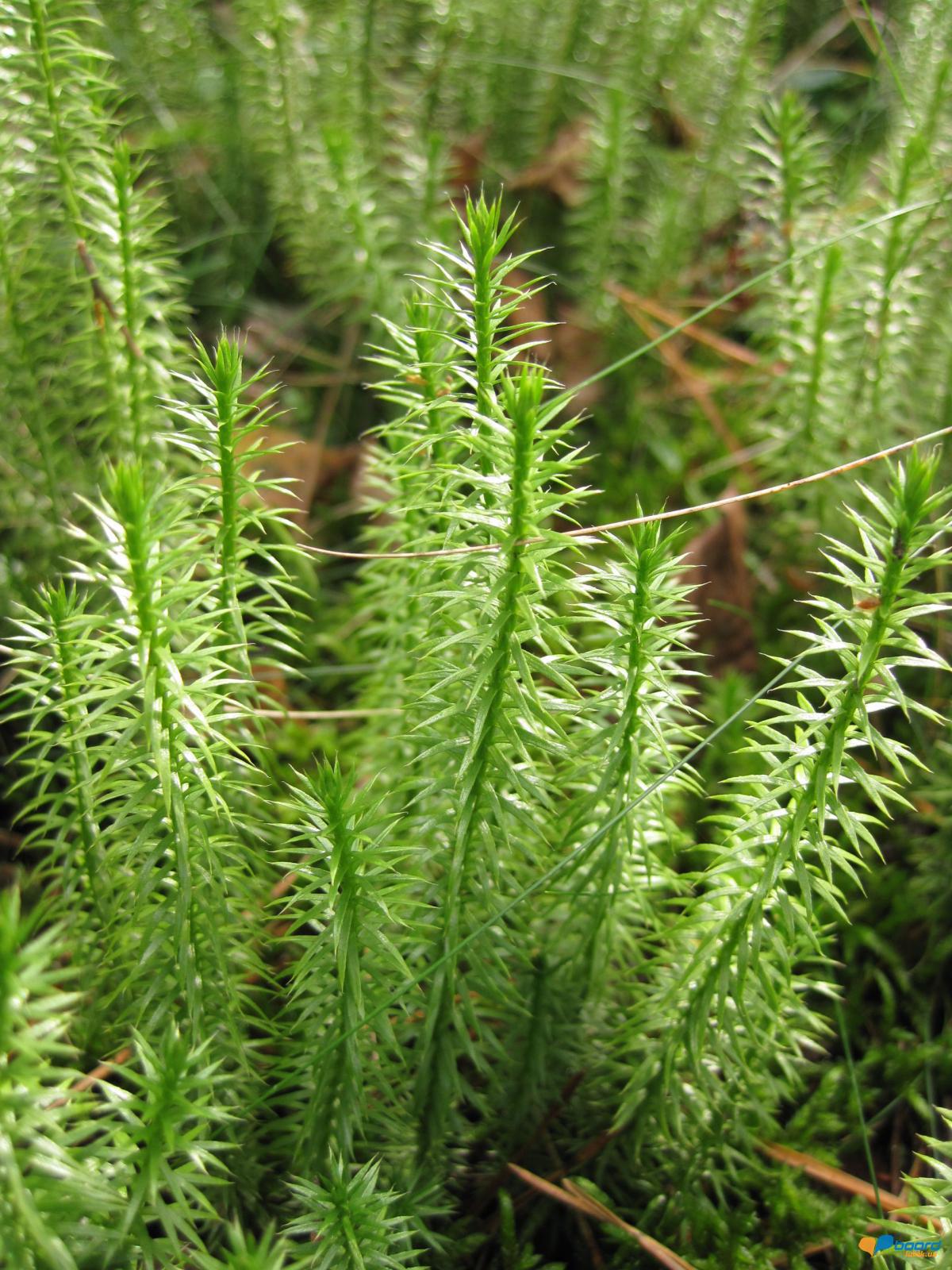 post-6657-0-11614700-1359546610_thumb.jp