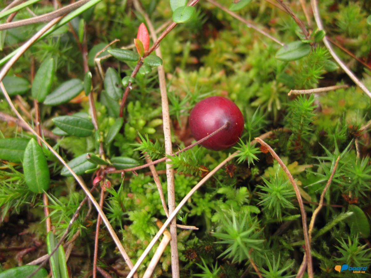 post-6657-0-17979200-1359370942_thumb.jp