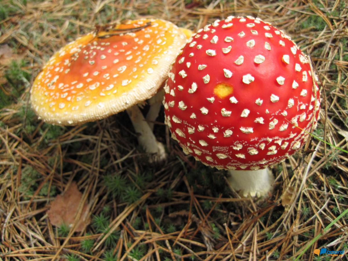 post-6657-0-19839500-1359546898_thumb.jp