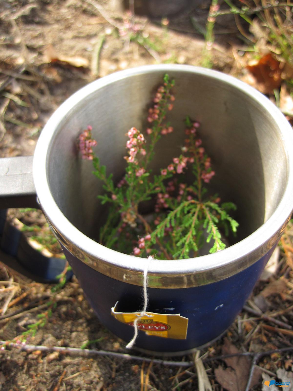 post-6657-0-25966400-1359546516_thumb.jp