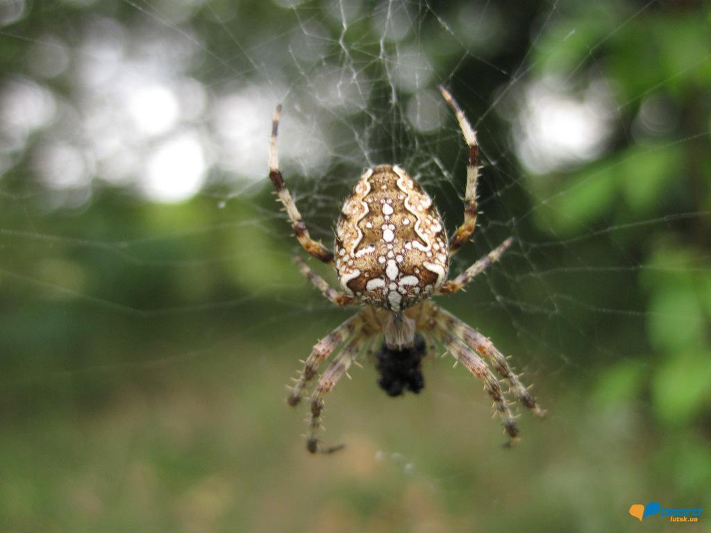 post-6657-0-32301200-1359619653_thumb.jp