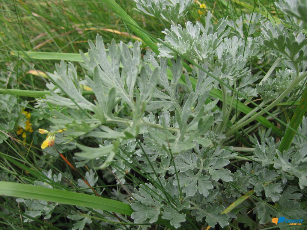 post-6657-0-36911200-1359619676_thumb.jp