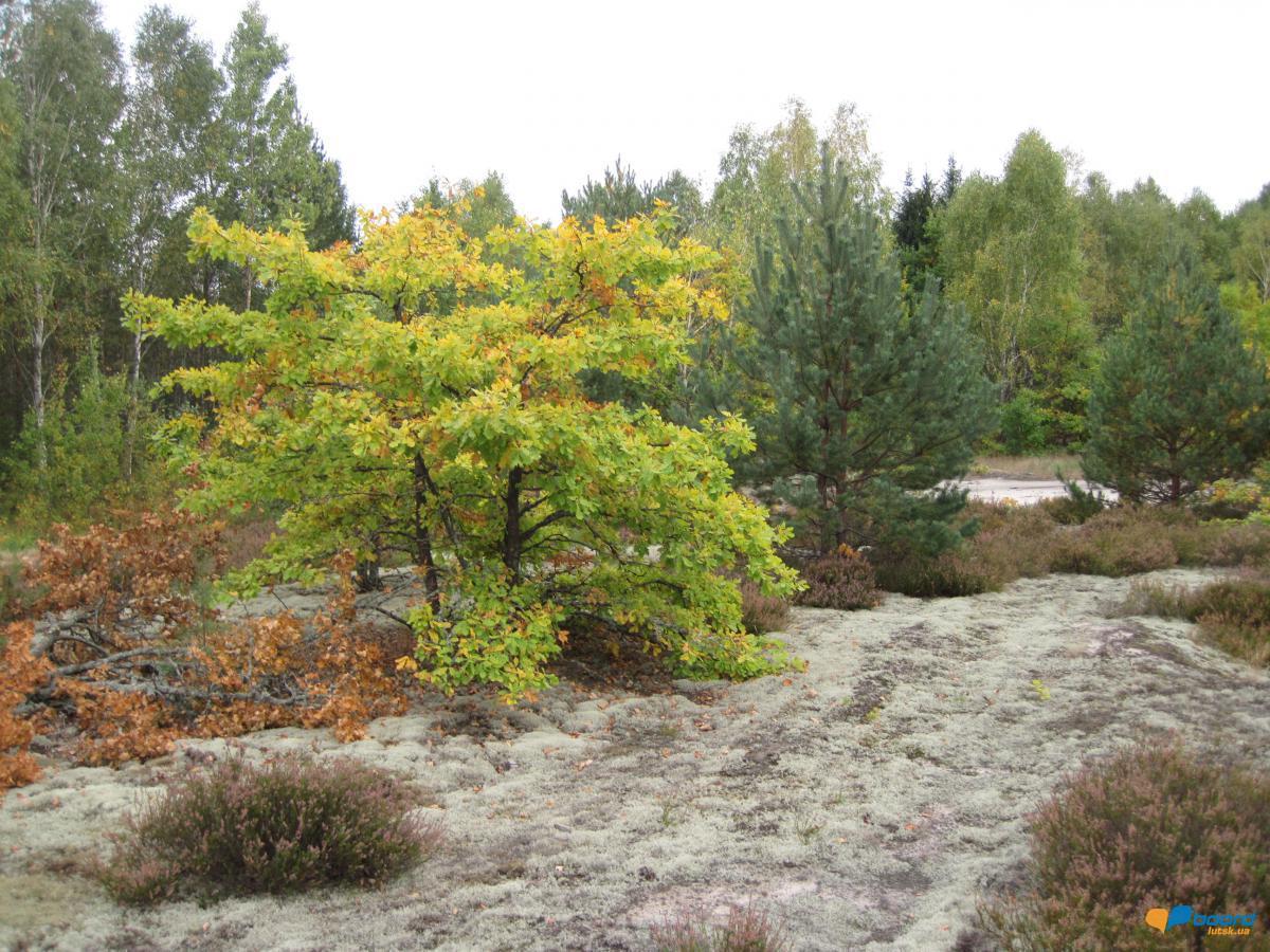 post-6657-0-37544400-1359372298_thumb.jp