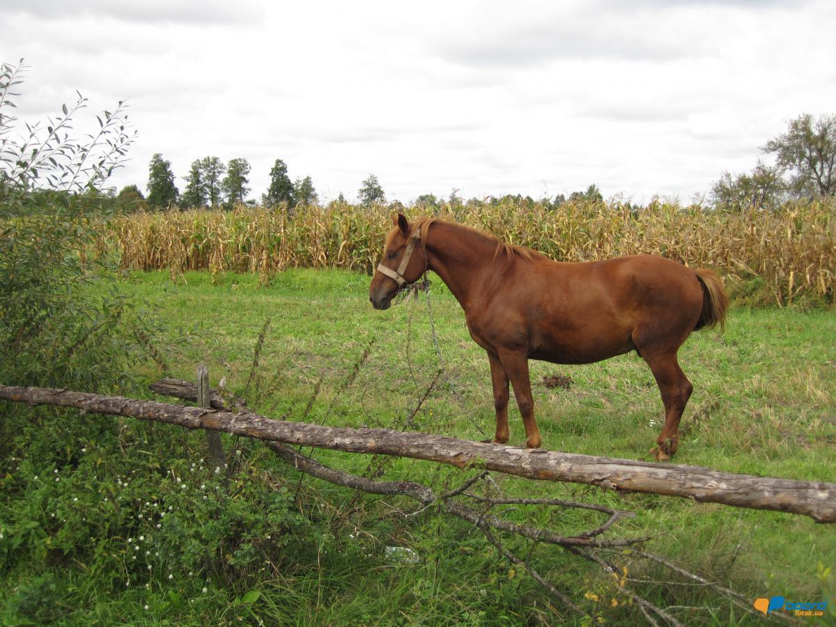 post-6657-0-46004300-1359546313_thumb.jp