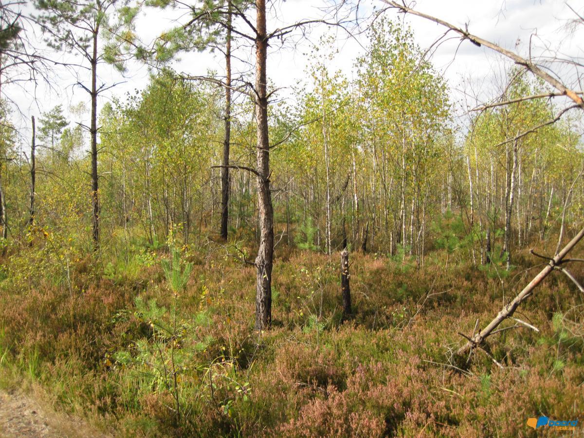 post-6657-0-53880800-1359370726_thumb.jp