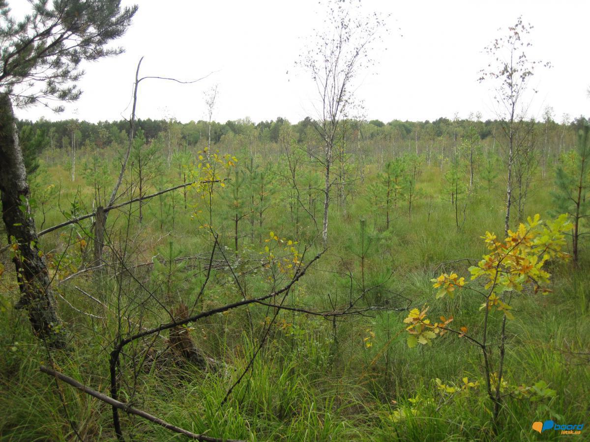 post-6657-0-54015400-1359371048_thumb.jp