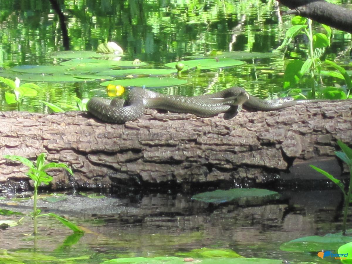 post-6657-0-68347200-1359378706_thumb.jp