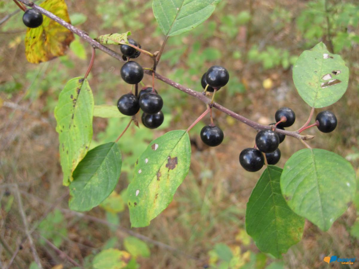 post-6657-0-69052200-1359546586_thumb.jp