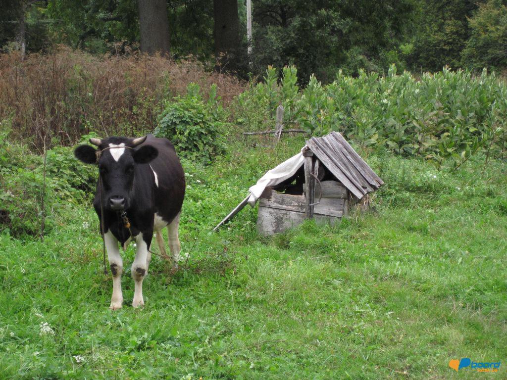 post-6657-0-69264700-1359619820_thumb.jp