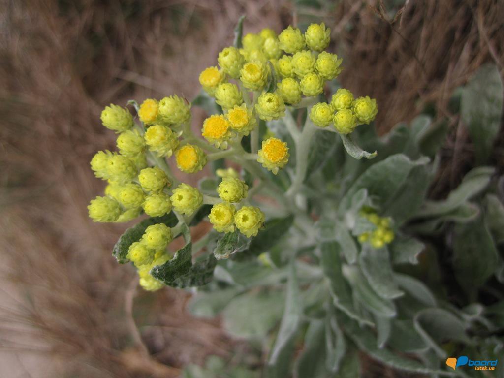 post-6657-0-74828300-1359619685_thumb.jp