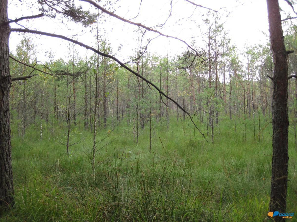 post-6657-0-79517200-1359546736_thumb.jp