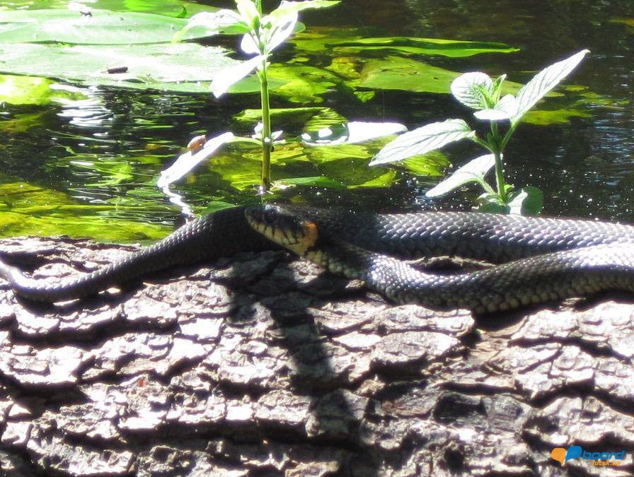 post-6657-0-86031400-1359379142_thumb.jp