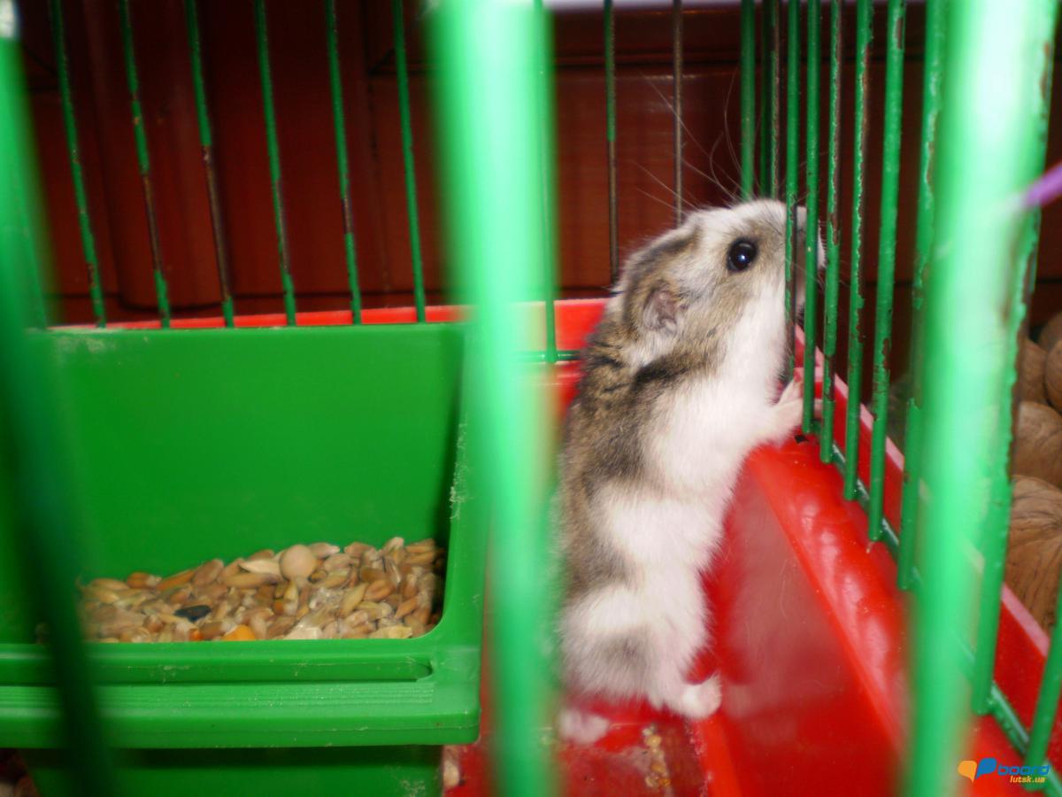 post-8554-0-80895700-1359638321_thumb.jp