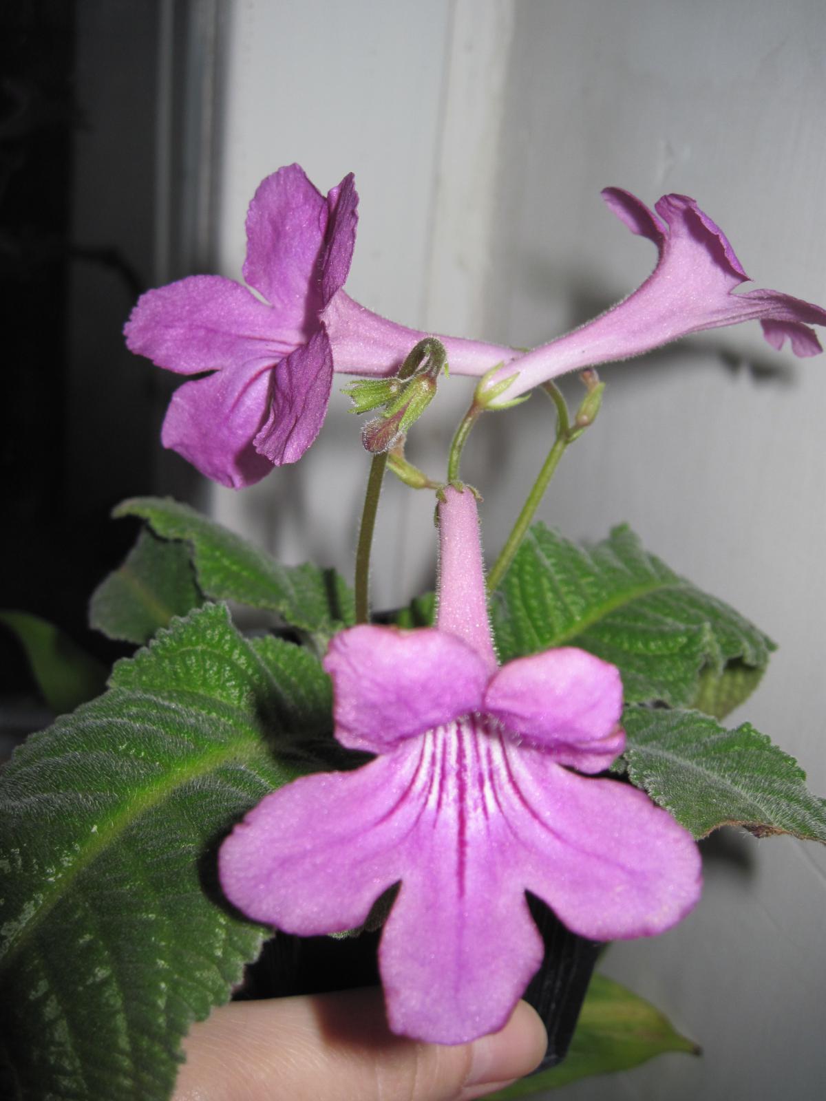 post-10031-0-13454600-1366451567_thumb.j