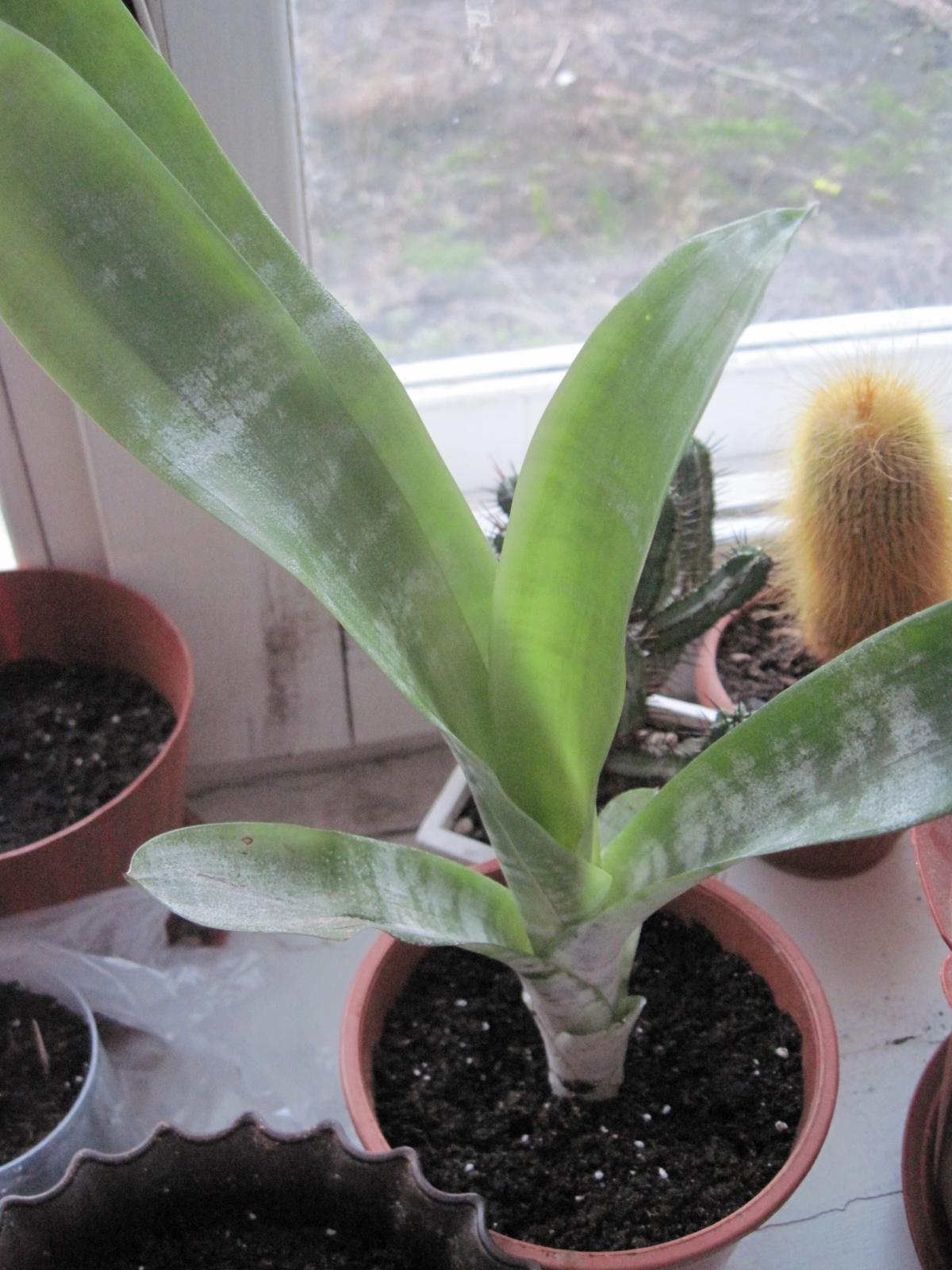 post-10031-0-18406300-1366451725_thumb.j