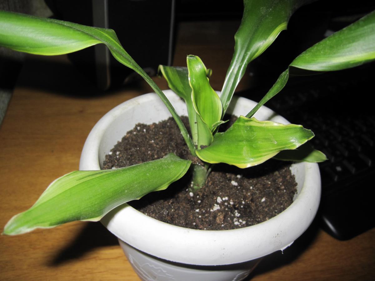 post-10031-0-18848100-1366451660_thumb.j