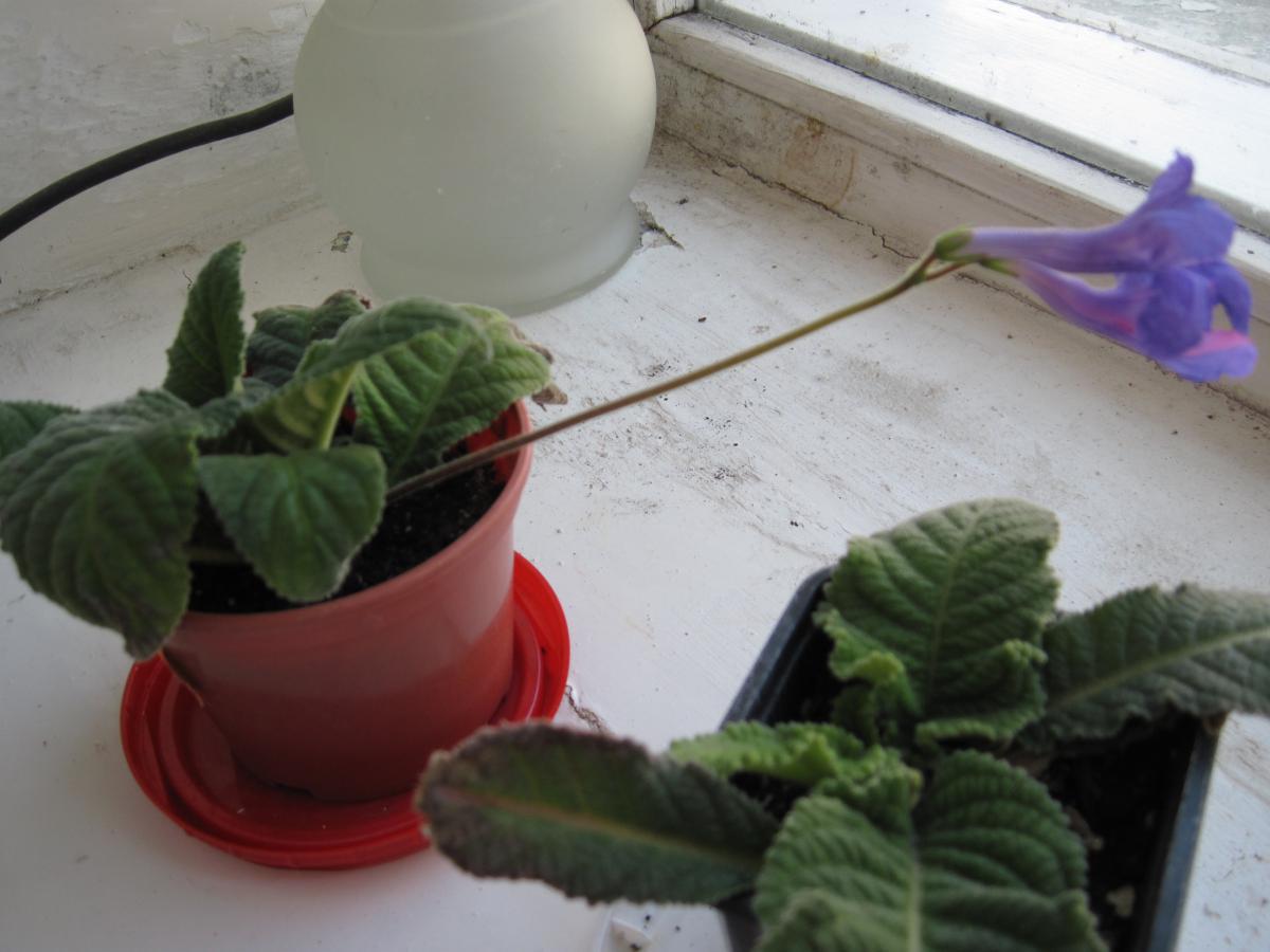 post-10031-0-29778300-1366451530_thumb.j