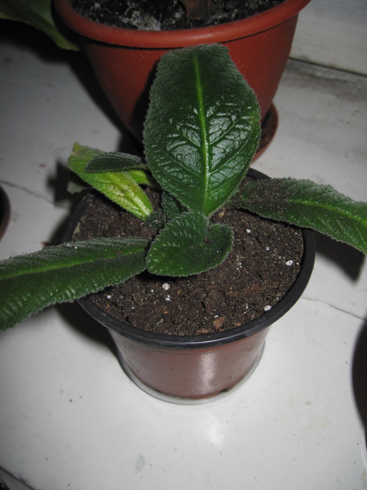 post-10031-0-37664600-1366451464_thumb.j