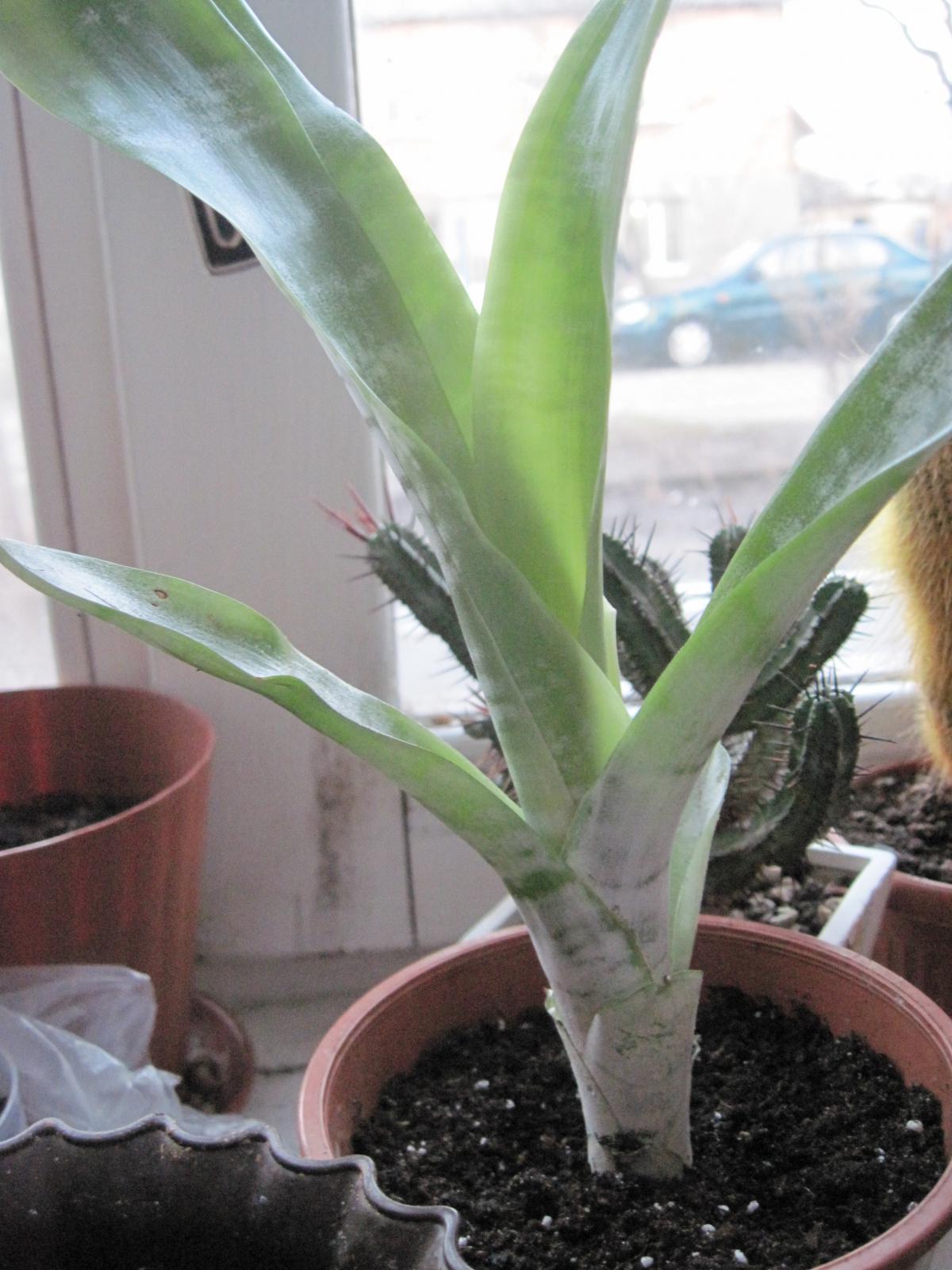 post-10031-0-44776900-1366451762_thumb.j