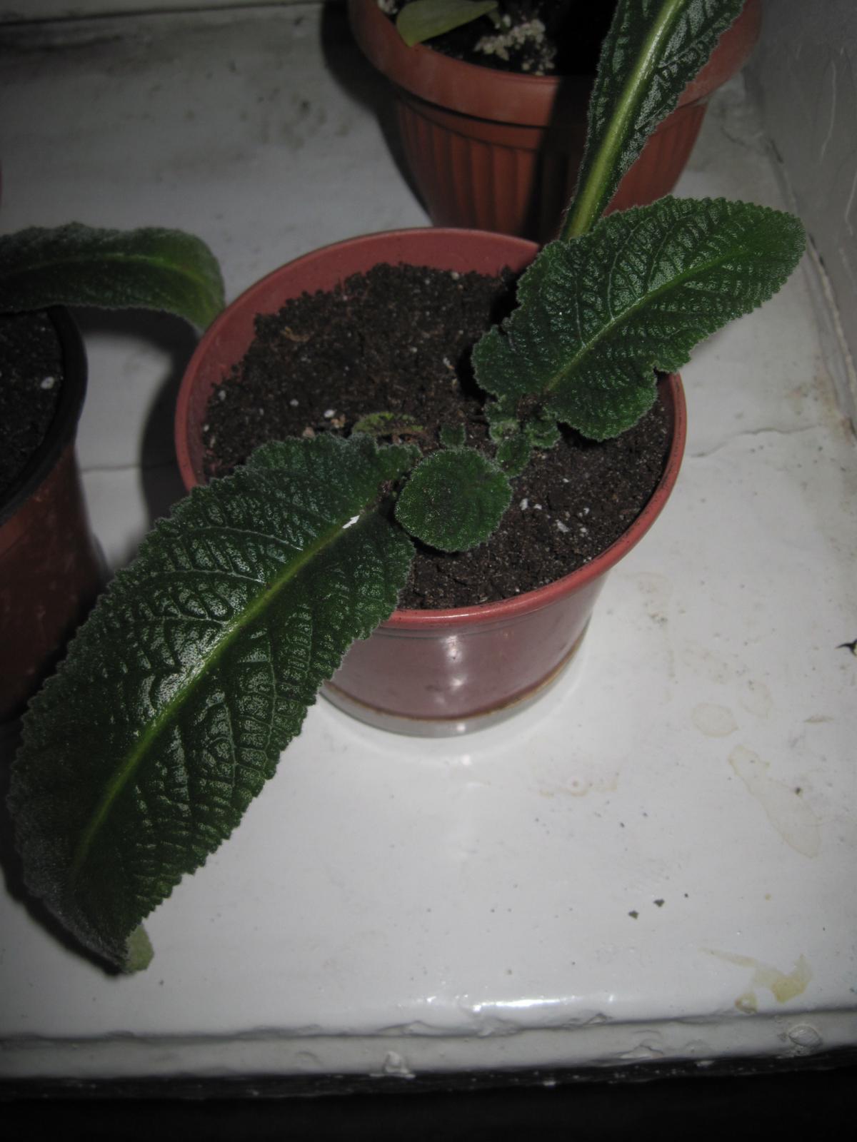 post-10031-0-75366500-1366451424_thumb.j