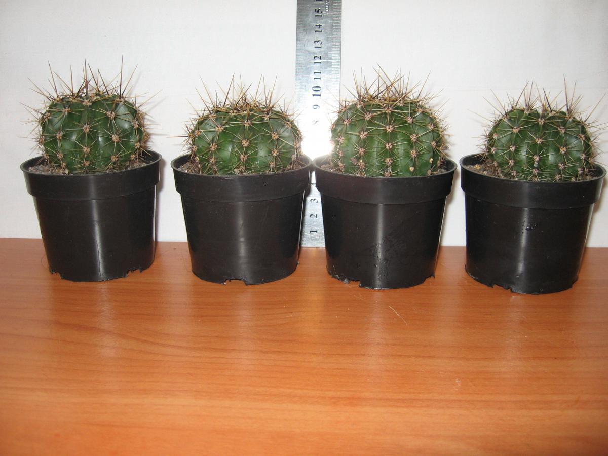 post-10233-0-02978600-1364992559_thumb.j