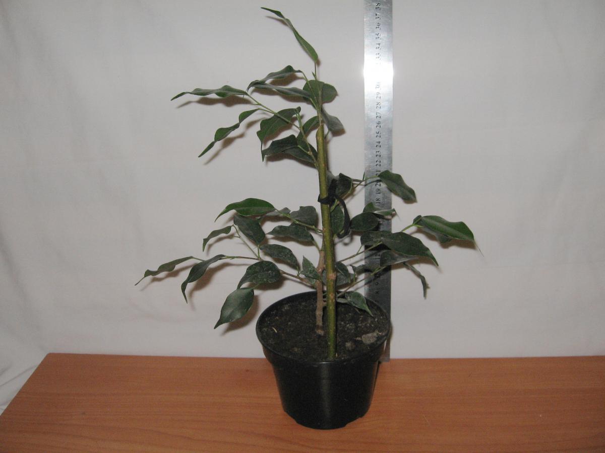 post-10233-0-09787300-1364992131_thumb.j