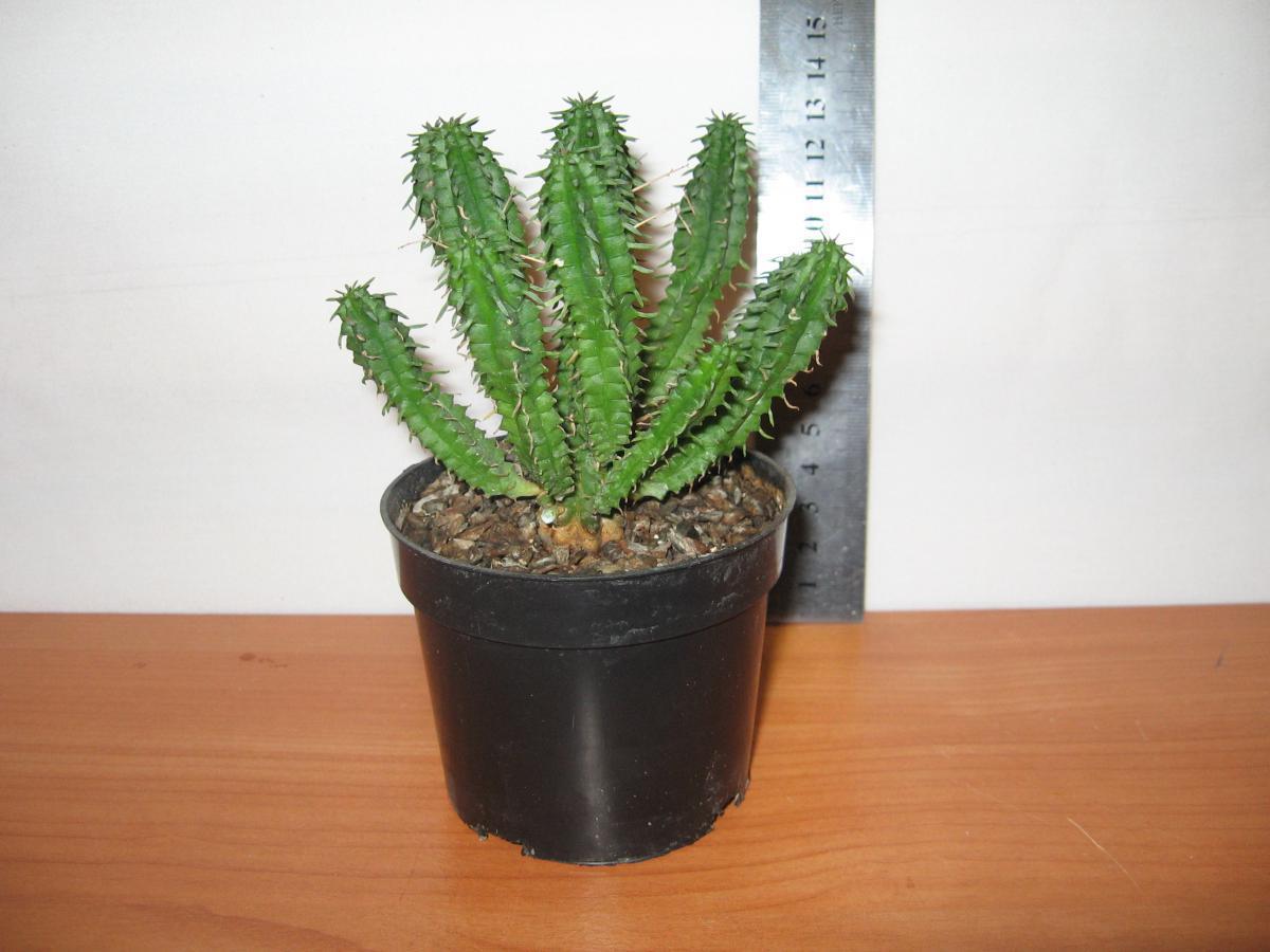 post-10233-0-14933500-1364992101_thumb.j