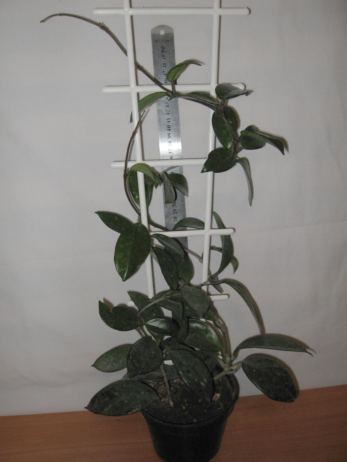 post-10233-0-19761400-1364992165_thumb.j