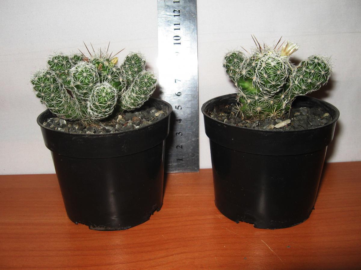 post-10233-0-20612900-1364992095_thumb.j