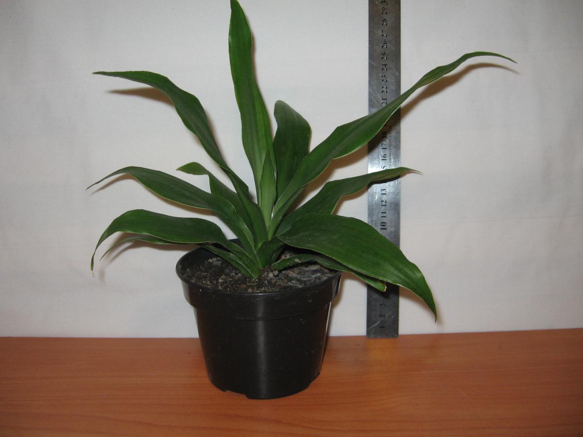 post-10233-0-28344300-1364992159_thumb.j