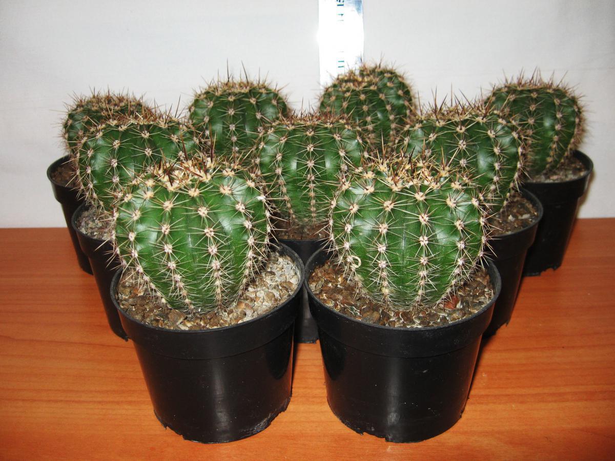 post-10233-0-30138000-1364992556_thumb.j