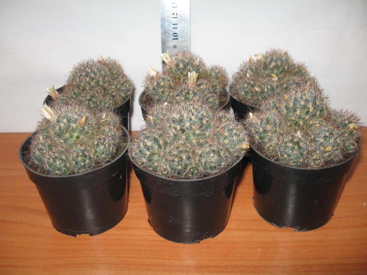 post-10233-0-31858400-1364992090_thumb.j