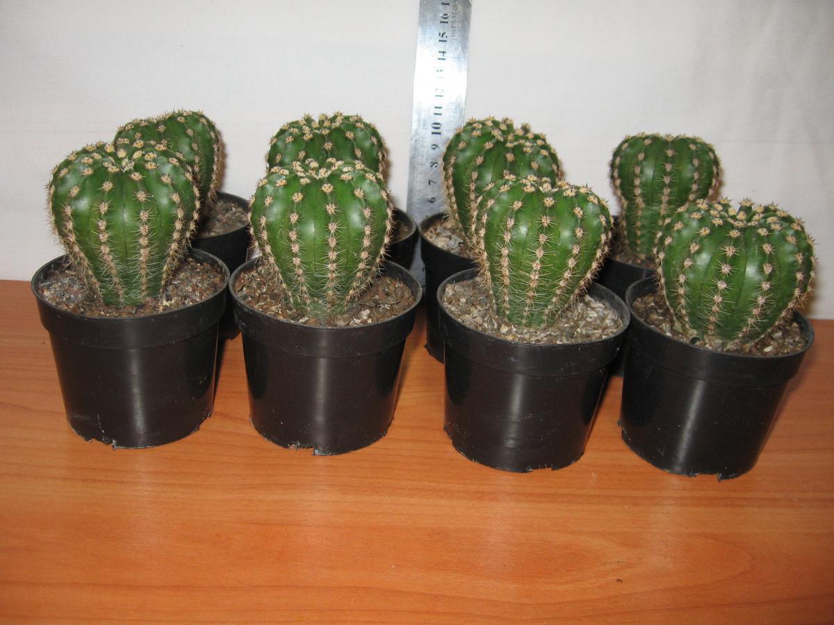 post-10233-0-33535100-1364992562_thumb.j