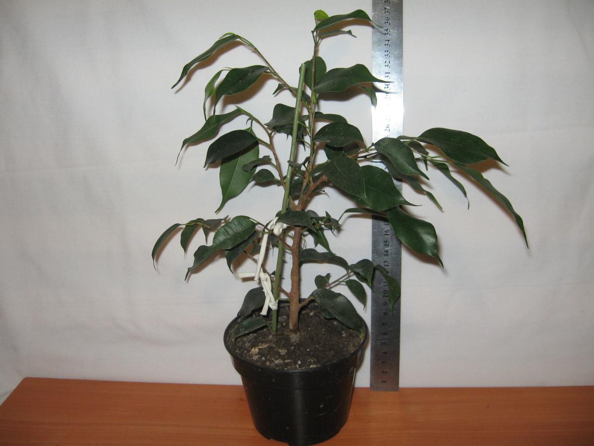 post-10233-0-41011900-1364992123_thumb.j