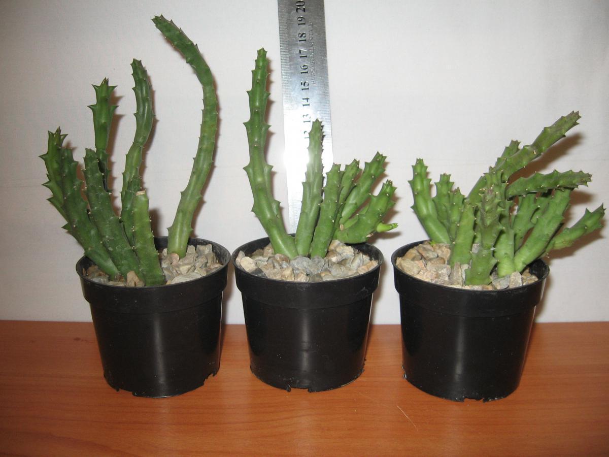 post-10233-0-43289600-1364992107_thumb.j