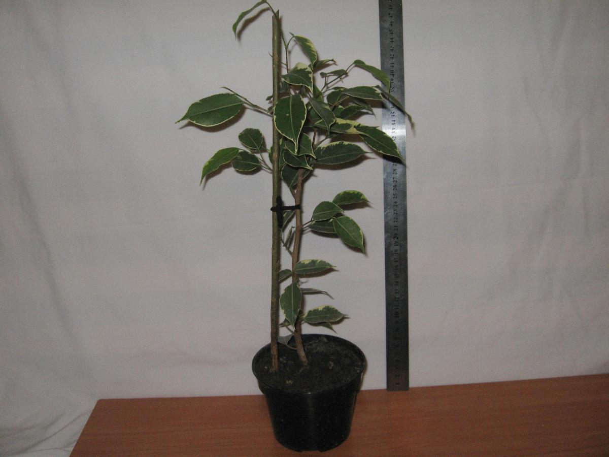 post-10233-0-45990800-1364992147_thumb.j