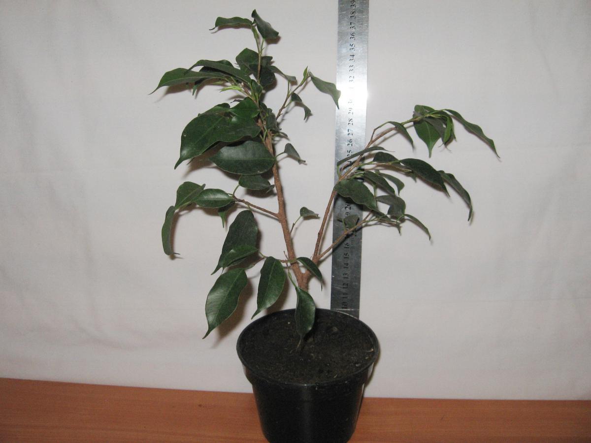 post-10233-0-49755200-1364992135_thumb.j