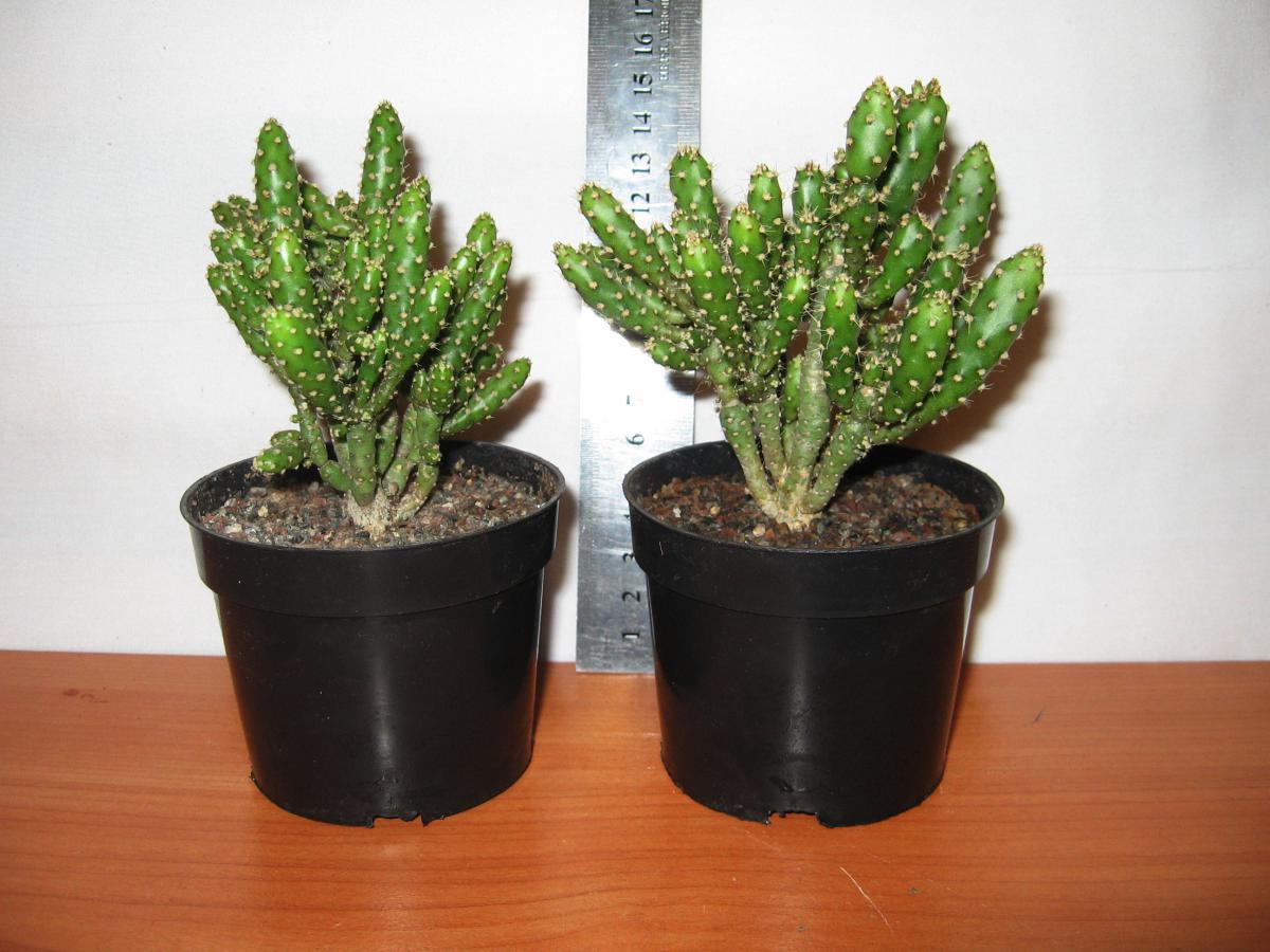 post-10233-0-52762900-1364992104_thumb.j