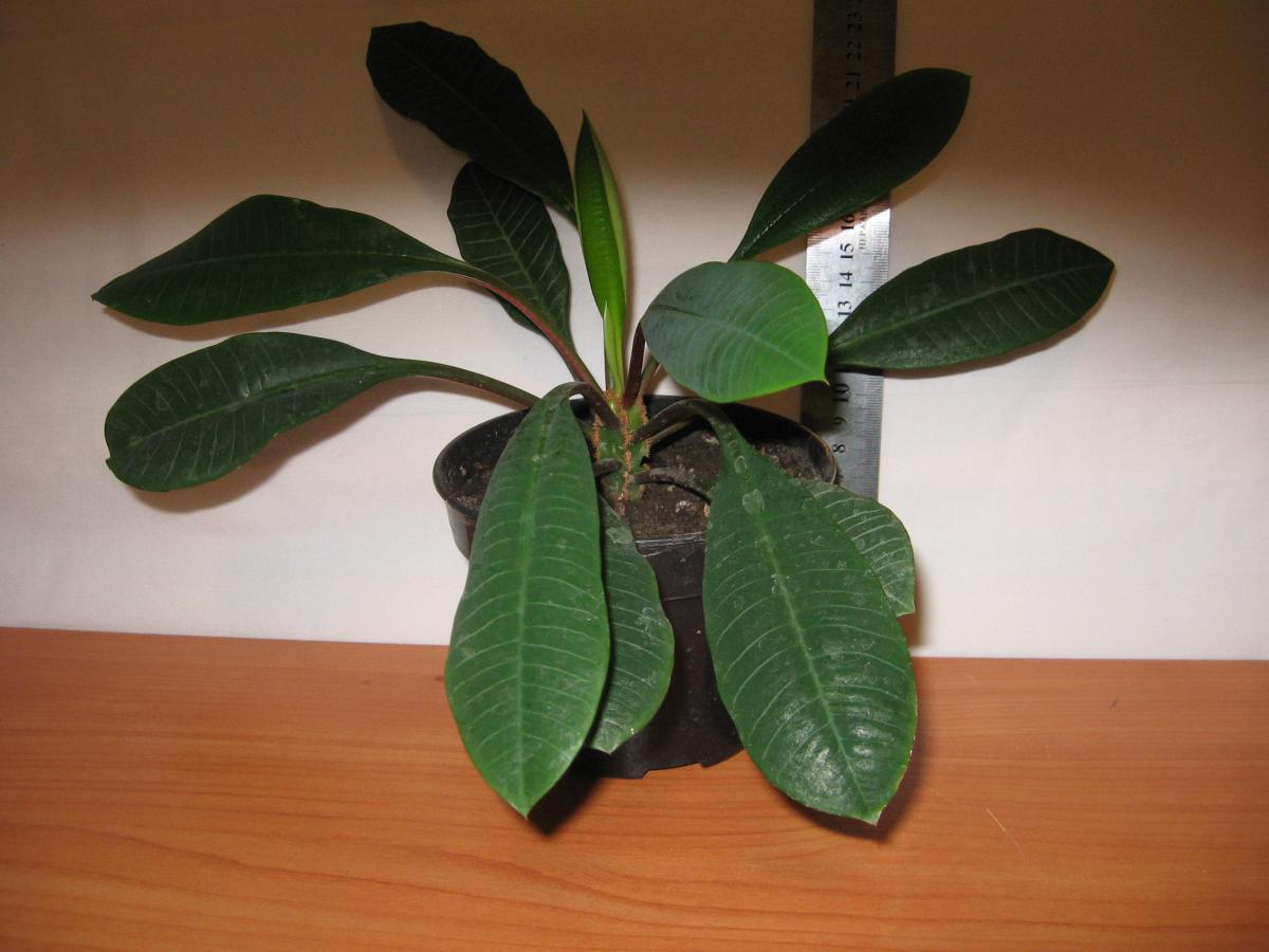 post-10233-0-57267800-1364992098_thumb.j