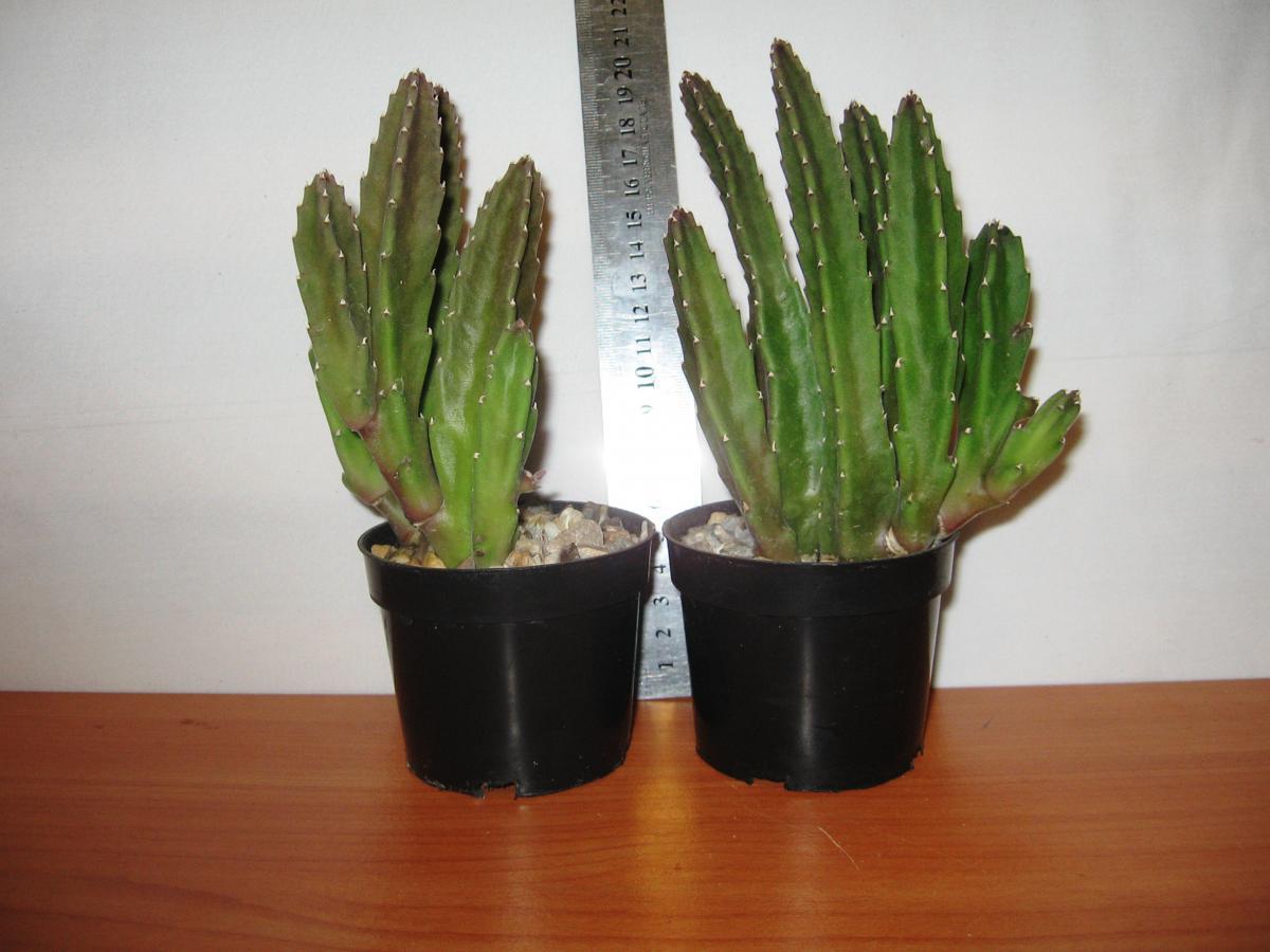 post-10233-0-57985100-1364992120_thumb.j