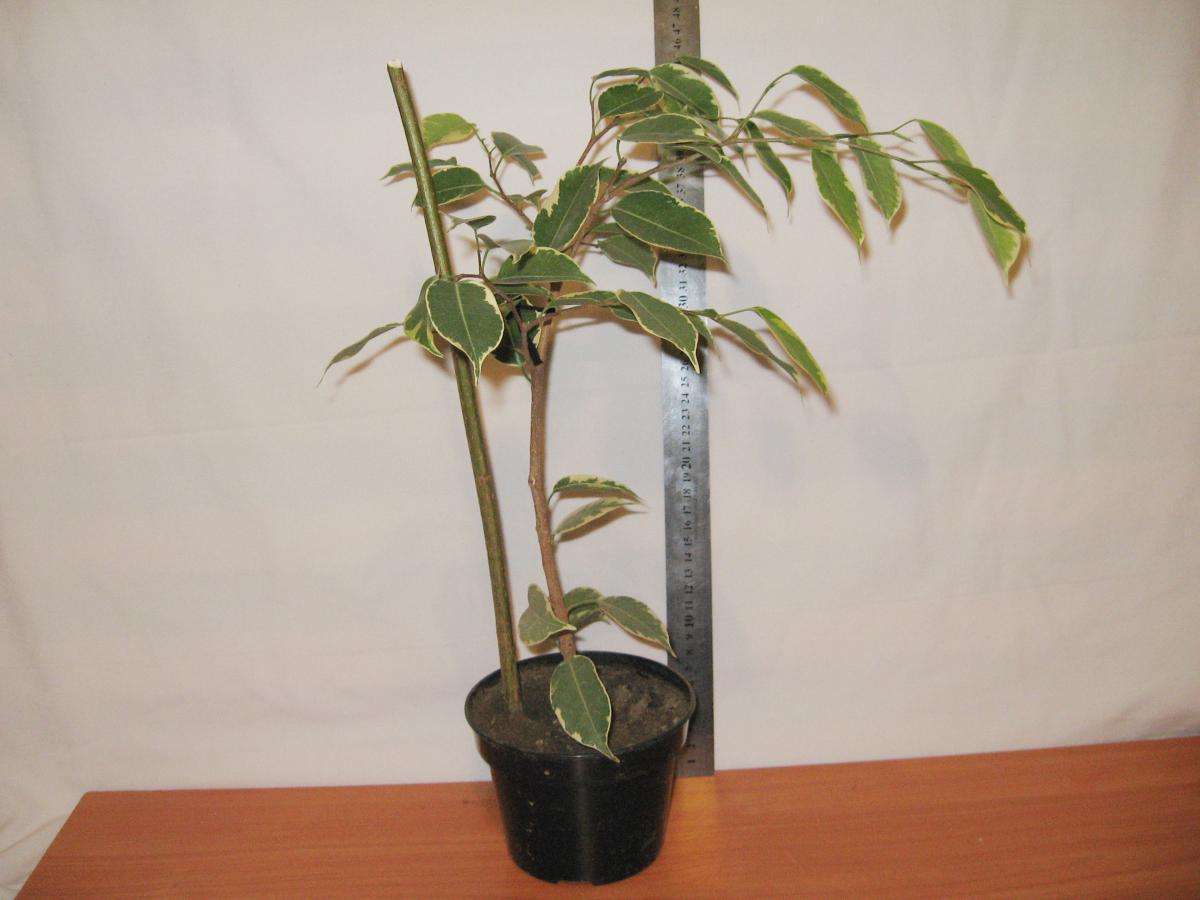 post-10233-0-58437200-1364992143_thumb.j