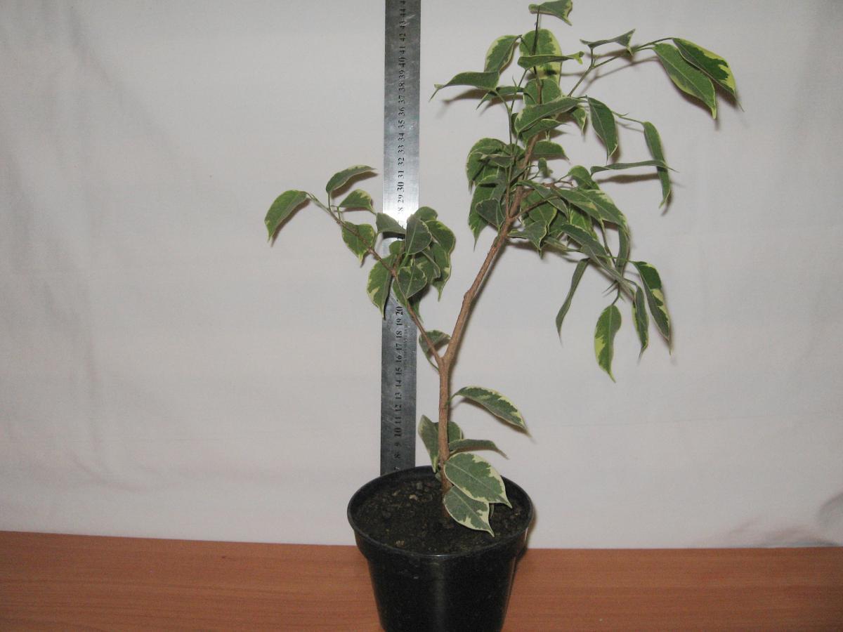 post-10233-0-59456500-1364992139_thumb.j