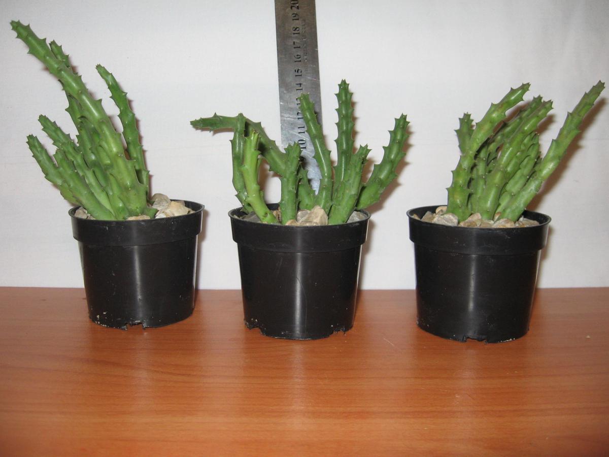 post-10233-0-66216100-1364992076_thumb.j