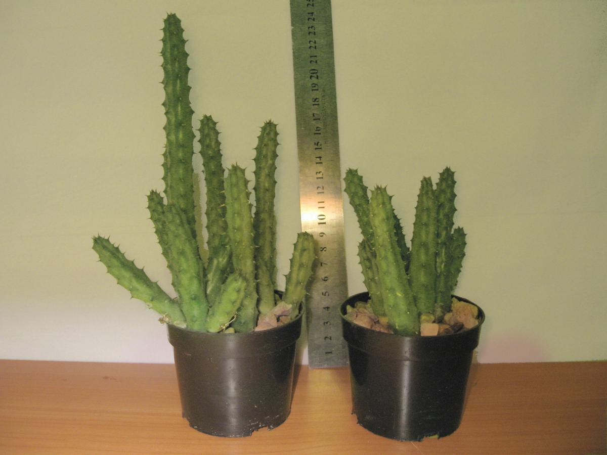 post-10233-0-67836400-1364992080_thumb.j