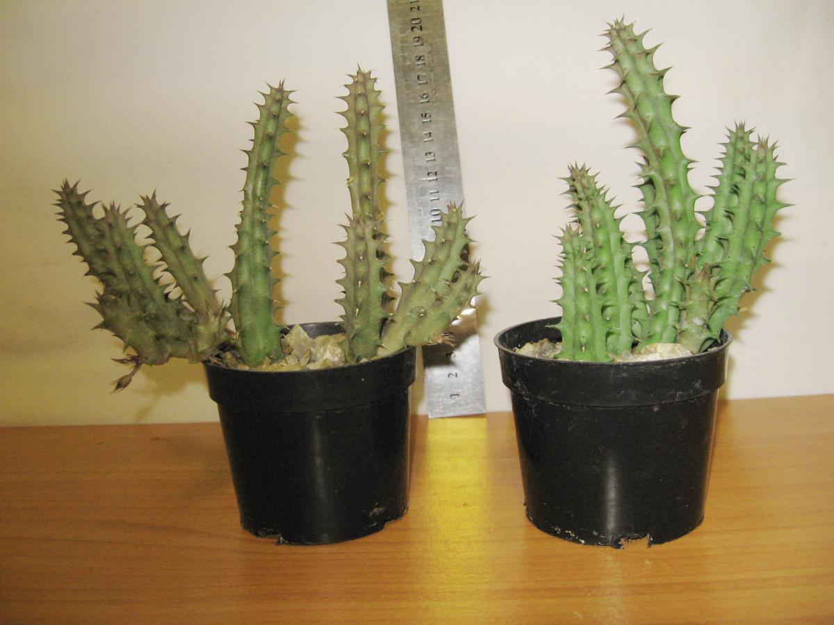 post-10233-0-71653800-1364992084_thumb.j