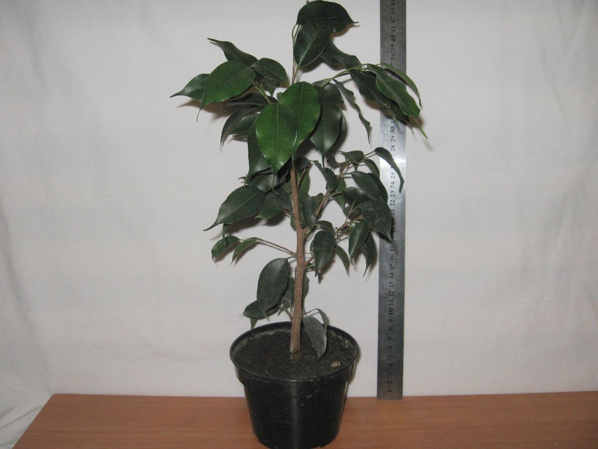 post-10233-0-74670500-1364992126_thumb.j