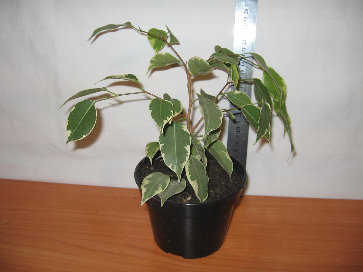 post-10233-0-75351300-1364992161_thumb.j