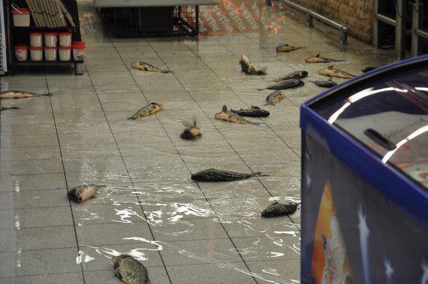 post-11366-0-24360900-1365056409_thumb.j