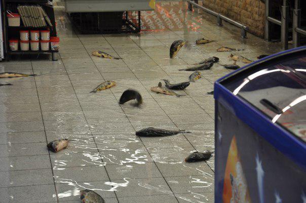 post-11366-0-53890300-1365056397_thumb.j