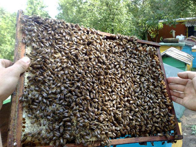 post-11619-0-57728700-1366925525_thumb.j